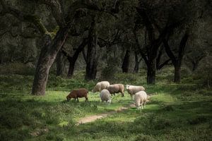 Schafe unter Korkeichen von Detlef Hansmann Photography