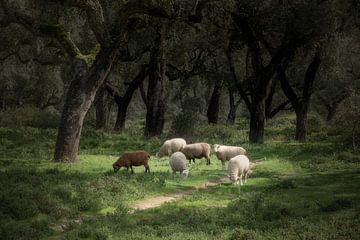 Moutons sous les chênes-lièges sur Detlef Hansmann Photography