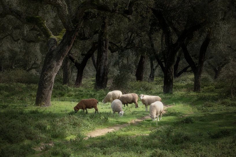 Sheep under cork oaks by Detlef Hansmann Photography