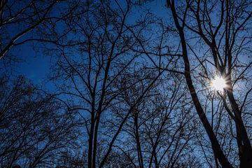 Sonnenschein durch die Äste - Baumsilhouetten von Andreea Eva Herczegh