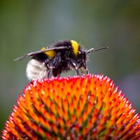 Hommel