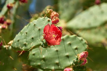 bloeiende cactusvijg