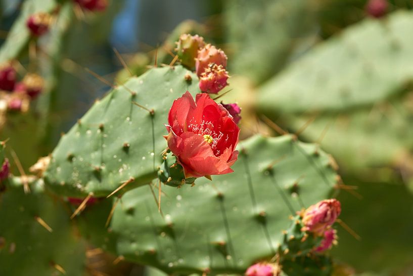 flowering prickly pear by Heiko Kueverling