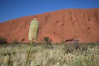 Bloem Uluru van Britt Lamers thumbnail
