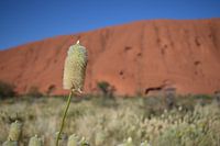 Bloem Uluru