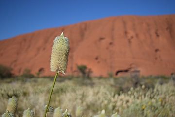 Bloem Uluru van Britt Lamers
