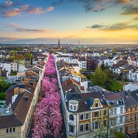 Kirschblüten in Bonn, Deutschland von Michael Abid