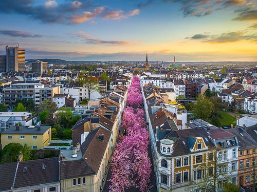 Kirschblüten in Bonn, Deutschland von Michael Abid
