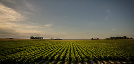Bloeiende aardappels in Noord-Groningen