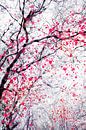 feuerblütenbaum 3 von Dorit Fuhg Miniaturansicht