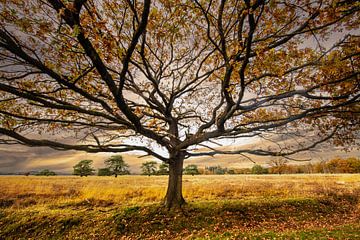 Boom op de Heide in Herfstkleuren.