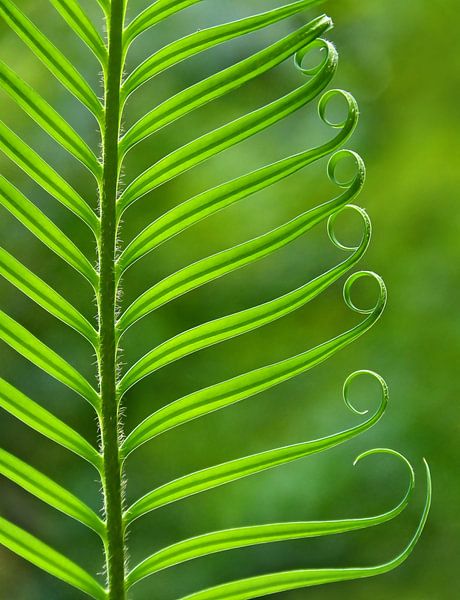 Nature's Green (Varenblad in groen) van Caroline Lichthart