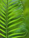 Nature's Green (Varenblad in groen) van Caroline Lichthart thumbnail