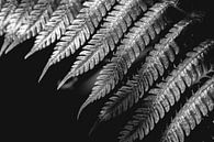 Fluistering van Fractals Natuur's Patroonspel van Femke Ketelaar thumbnail