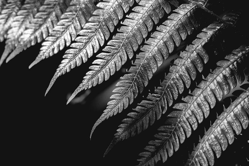 Fluistering van Fractals Natuur's Patroonspel van Femke Ketelaar