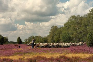 Typisch Lüneburger Heide von Dieter Ludorf