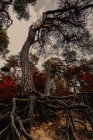 verfluchter Baum
