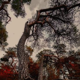 arbre hanté sur C mansveld