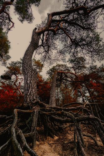 arbre hanté
