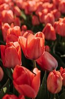 Tulipes