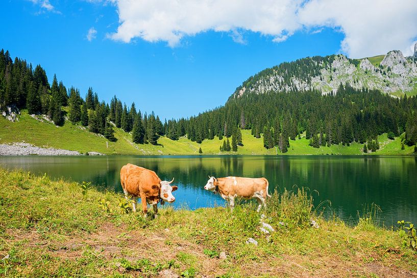 zwei Kühe grasen am Oberstockensee Schweiz von SusaZoom