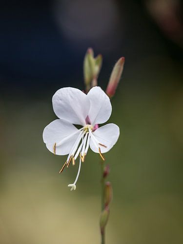 Zomerbloei