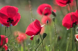 Lumières de coquelicots sur Tanja Riedel