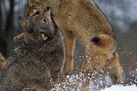 vechtende wolven by Ronald Wilfred Jansen thumbnail