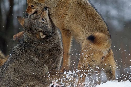 vechtende wolven