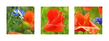 Mohn-Studien-103-3535-FFF