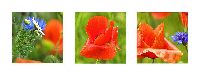 Mohn-Studien-103-3535-FFF par Peter Morgenroth