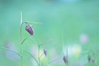 Blumen von Francis Dost Miniaturansicht