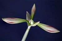 Amaryllis