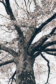 Baum von Schwarzes Pech Photography
