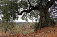 olijven landschap in Andalusie. van Jan Katuin thumbnail
