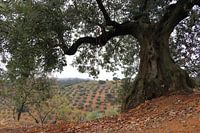 olijven landschap in Andalusie.