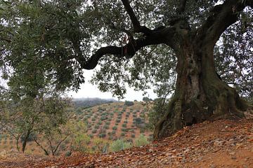 olijven landschap in Andalusie. van Jan Katuin
