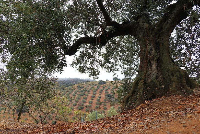 olijven landschap in Andalusie. van Jan Katuin