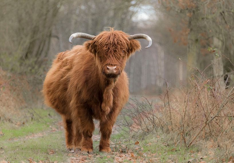 Highlander écossais en automne par Ans Bastiaanssen