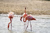 Three pink flamingos (Phoenicopterus ruber) at the Jan Kok salt flats in Curaçao.