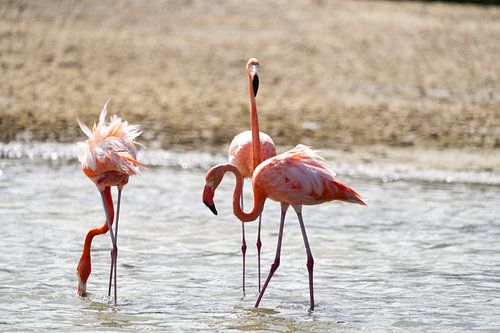Drie roze flamingo’s (Phoenicopterus ruber) bij de zoutpannen van Jan Kok op Curaçao.