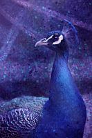 Peacock blue
