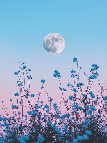 Fleurs bleues et pleine lune
