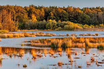 Dwingelderveld im Herbst