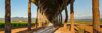 Laan van bomen in Toscane