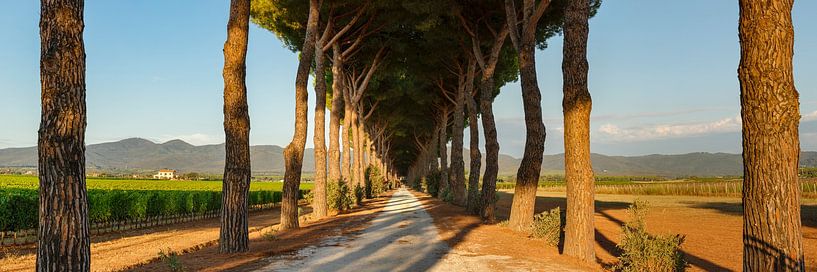 Tuscany tree avenue by Markus Lange