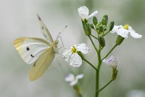 Atterrissage d'un papillon sur Danny Slijfer Natuurfotografie