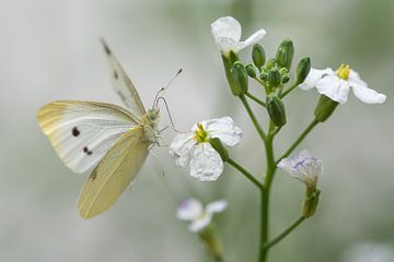 Landing van een vlinder van Danny Slijfer Natuurfotografie