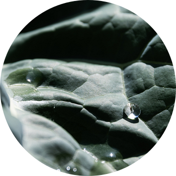 Druppel op broccoli blad van Eline Huizenga