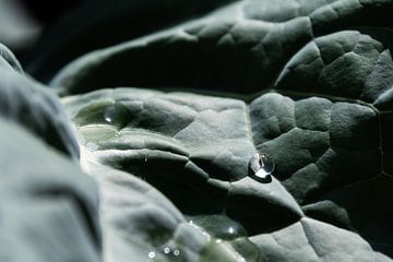 Druppel op broccoli blad van Eline Huizenga